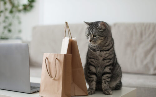 Cat looking askance at gift like fundraisers are wary of asking for planned gifts