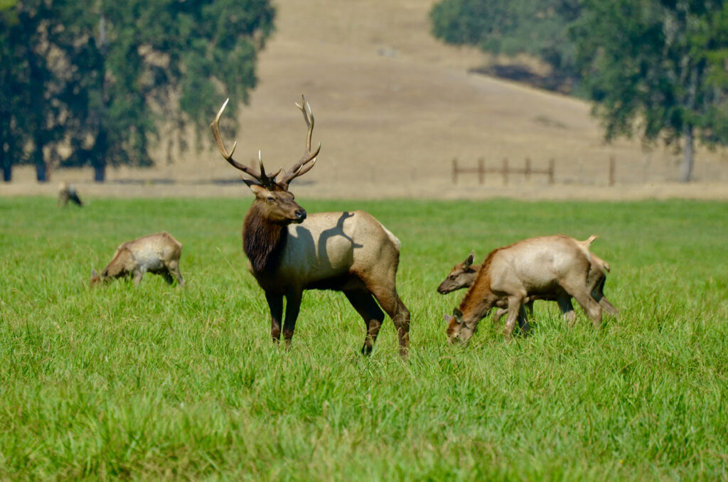 Elk grazing that have been protected by philanthropy