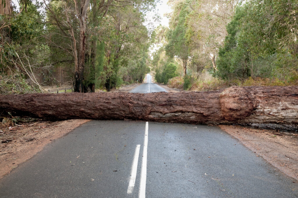 Following a storm, a large tree trunk blocking access on a road in Western Australia.