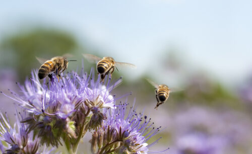 bee air trip, three shots combined