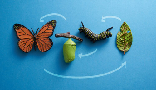 toy Monarch butterfly emerging from its chrysalis.
